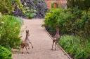 FUN: Two fawns enjoy a visit to Spetchley Park and Gardens