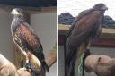 There's a hawk on the loose! Bird's owner appeals for information to track down bird of prey