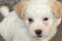 Snatched - the Coton de Tulear puppy was taken from Halstead earlier this month
