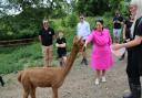 Ms Patel  feeds an alpaca during a visit to Stantons Farm Alpacas in Black Notley