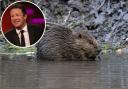 Major Upgrade: Two more beaver enclosures, which ten times bigger, are to be built at Finchingfield Brook near Jamie Oliver's Spains Hall home