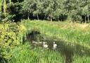 Natural habitat: swans enjoying the water in Grange Hill
