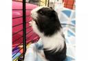 Astron is one of four guinea pigs in search of homes