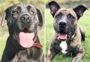 PAW-FECT PAIR: Danaher's Gloria and Zeus are still looking for their forever homes