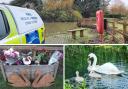 Residents support: a fundraiser has been launched in memory of the Coggeshall swans