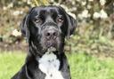 YOUNG AND SPRITEFUL: One-year-old cane corso George is looking for a home