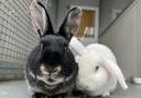 ALL LOVED UP: Tiptoe and Bravo are looking for their forever home