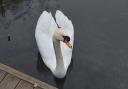 Probe - police say they received reports of a swan being kicked in Great Notley on Monday