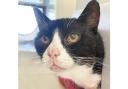 FELINE GOOD: Boots is looking for a new home as he continues his confidence-building