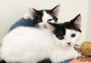 Cute kittens Wallace and Grommit are looking for a new home