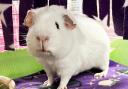 FOUR-LEGGED FRIEND: Timid guinea pig Kodi is looking for his forever home