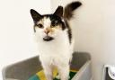 Octavia is looking for her new home