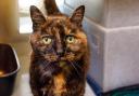 Danaher is appealing to find a home for 12-year-old cat Rusty
