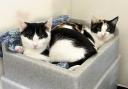 Purr-fect pair - Hammy and Shine are looking for their first home together