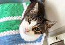 Danaher is appealing to find a home for cat Izzy