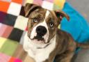 Adorable - Boxer American Bulldog cross Buddy is looking for his forever home