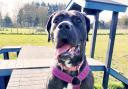 Adorable - one-year-old Cane Corso Cali is looking for her new home