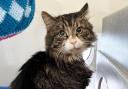 PURR-FECT FRIEND: Eddie is looking for his new forever home
