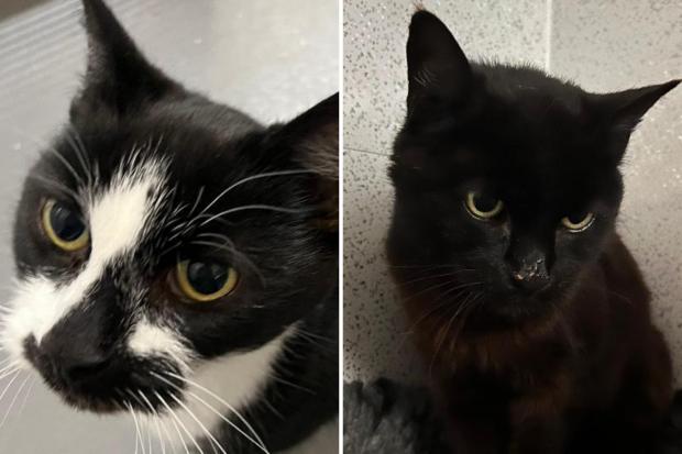 Braintree and Witham Times: Luke and Leia (RSPCA)