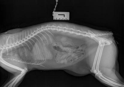 Braintree and Witham Times: An x-ray showing the 'clean cut' on the cat's tail