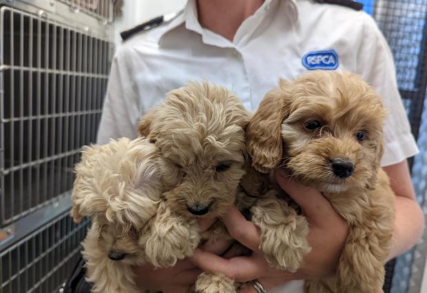 Braintree and Witham Times: RSPCA staff member with some of the pups. Photo: RSPCA