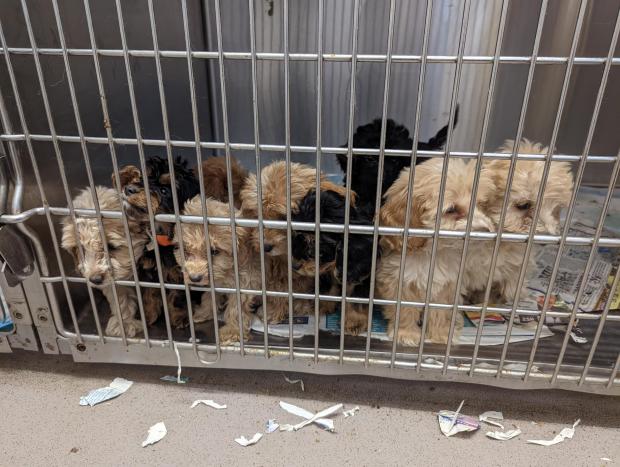 Braintree and Witham Times: Some of the puppies which were abandoned. Photo: RSPCA