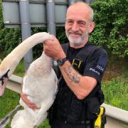 An officer pictured with the renegade swan (pic: Essex Police)