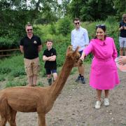 Ms Patel  feeds an alpaca during a visit to Stantons Farm Alpacas in Black Notley