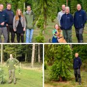 It has been 15 years since the Wollemi pine was planted at Markshall Estate (Pictures: Bryan Shaw)
