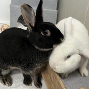 Tiptoe and Bravo are looking for a home together