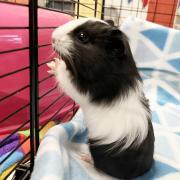 Astron is one of four guinea pigs in search of homes