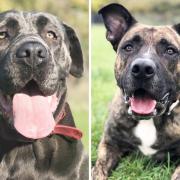 PAW-FECT PAIR: Danaher's Gloria and Zeus are still looking for their forever homes