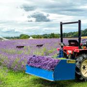 Community - lavender farm is looking for volunteers