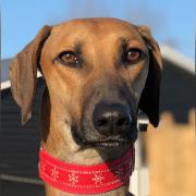FOUR-LEGGED FRIEND: Clyde is waiting at Danaher's Animal Home in Wethersfield looking for a new home