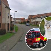 Firefighters rescued a cat (stock image) from a fire in St James Road, Braintree