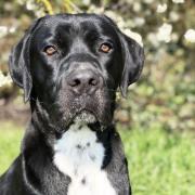 YOUNG AND SPRITEFUL: One-year-old cane corso George is looking for a home