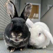 ALL LOVED UP: Tiptoe and Bravo are looking for their forever home