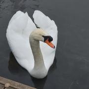 Probe - police say they received reports of a swan being kicked in Great Notley on Monday