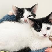 Cute kittens Wallace and Grommit are looking for a new home