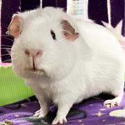 FOUR-LEGGED FRIEND: Timid guinea pig Kodi is looking for his forever home