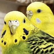 BONDED BIRDS: Lemon and Lime are looking for a new home together