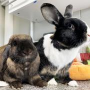 LOVED UP: Whisky and Persephone are looking for a new home together