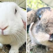 FAMILY BOND: Biscuit and Bonnie are looking for a new home
