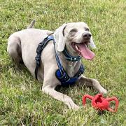 ALL SMILES: Three-year-old Weimaraner Boston is waiting for his forever home
