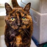 Danaher is appealing to find a home for 12-year-old cat Rusty