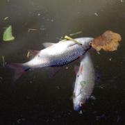 An estimated 15,000 fish died when a major pesticide spill polluted the River Colne upstream from Halstead in 201 2