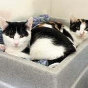 Purr-fect pair - Hammy and Shine are looking for their first home together