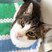 Danaher is appealing to find a home for cat Izzy