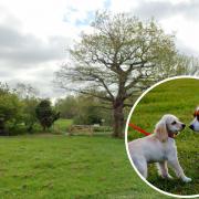 Location - A Google Maps image of the entrance to Brockwell Meadow and an inset image of two dogs