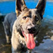 Smiles - German Shepherd Angus is looking for his forever home